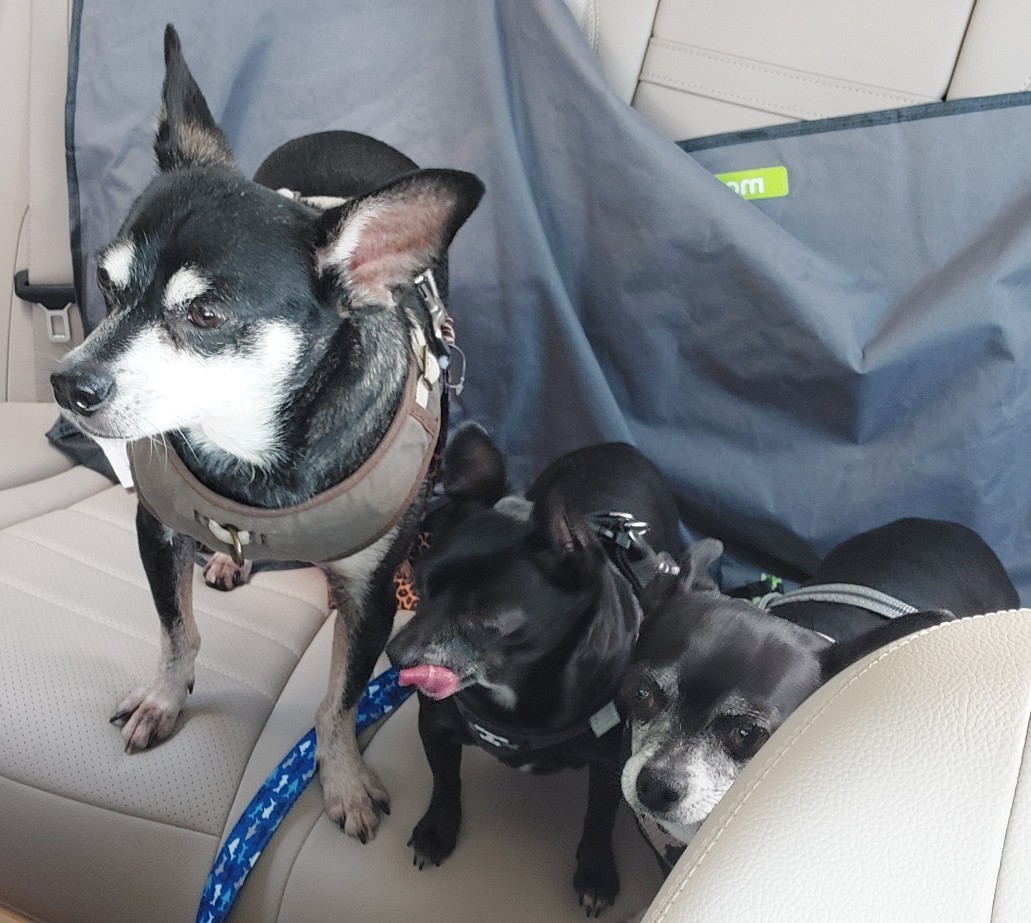 Picture of Three dogs named Jack, Lulu, and Bentley